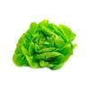 Lechuga mantecosa.jpg