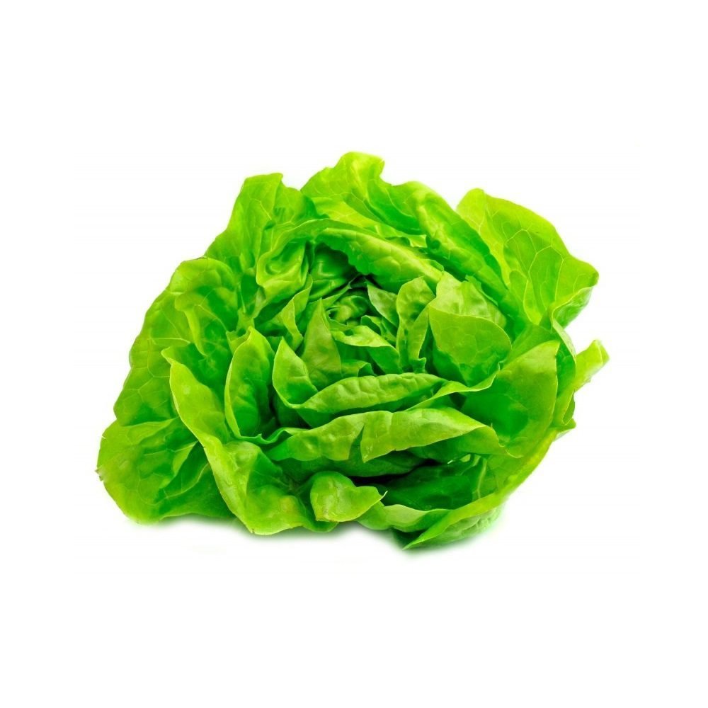 lechuga-mantecosa.jpg Lechuga mantecosa.jpg