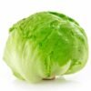 Lechuga repollada.jpg